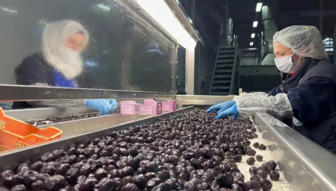 Mehmetçiğin kumanya zeytini, özel olarak seçilip laboratuvarda inceleniyor