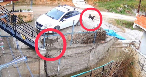 Ordu’da sokak köpeklerinin saldırdığı karaca öldü