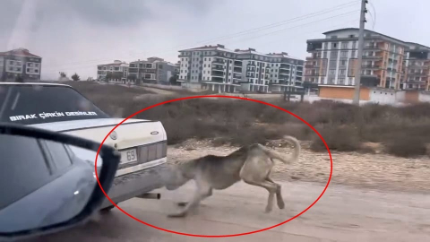 Otomobile iple bağlanıp çekilen köpek, bakıma alındı