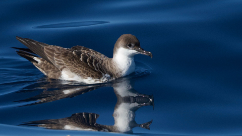 Güney Okyanusu'nda yaşayan büyük yelkovan kuşu, Türkiye’de ilk kez görüntülendi