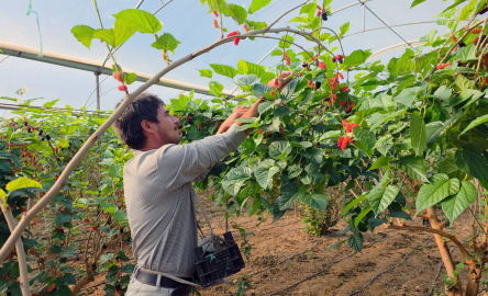 Karadut, fiyatıyla yüz güldürdü