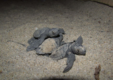 Aydın ve İzmir'de 457 caretta caretta yavrusu denizle buluştu