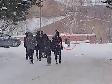 Okul bahçesine giren kurt köpeği öğrencilere saldırdı; 3 yaralı