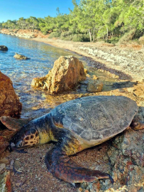 Ayvalık'ta kıyıya ölü deniz kaplumbağası vurdu
