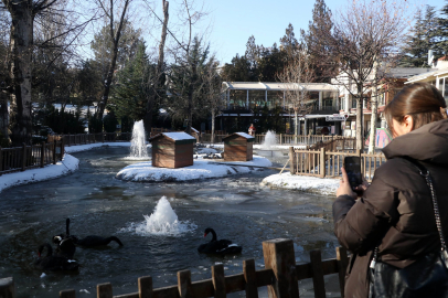 Ankara'da Kuğulu Park havuzu ve Eymir Gölü buz tuttu