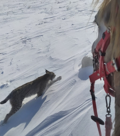 Atıyla gezerken vaşakla karşılaştı