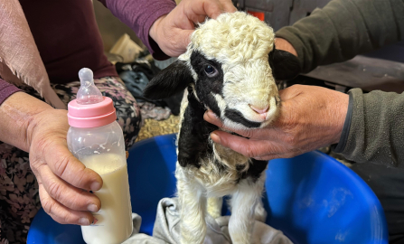 1 haftalık kuzuya evde bebek gibi bakıyorlar