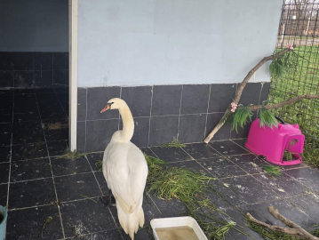 Edirne’de bitkin halde bulunan kuğu, bakıma alındı