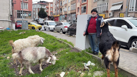 Yürüyüşe beraber çıktığı keçileri, ilçede ilgi odağı oldu