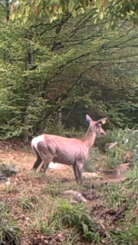 Su birikintisine giren geyik fotokapanda