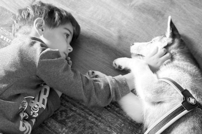 Zayu ile Başlayan Yolculuk: Bir Husky’nin Aileye Kattığı Dinginlik