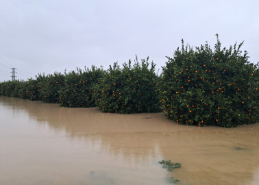 'Sarı kod'la uyarılan Antalya'da tarım alanları su altında kaldı / Ek fotoğraflar