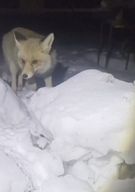 Adıyaman'da kapısına gelen tilkiyi besledi