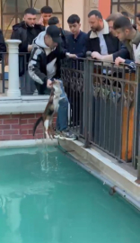 İstanbul - Gaziosmanpaşa'da süs havuzunda mahsur kalan kedi kurtarıldı