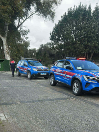 Bodrum’da 2 köpeğin öldürülmesi olayında şüpheli tutuklandı