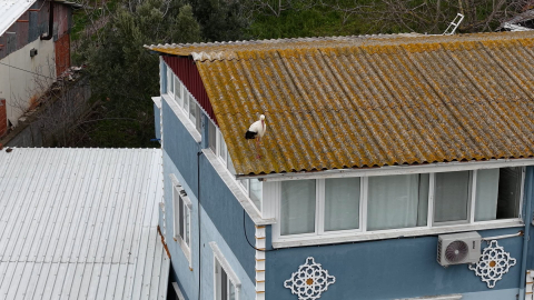 Yaren leyleğin 20 gün erken gelen eşi Nazlı dron kamerasında