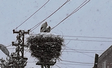 Ardahan'a erken gelen leylekler kara yakalandı