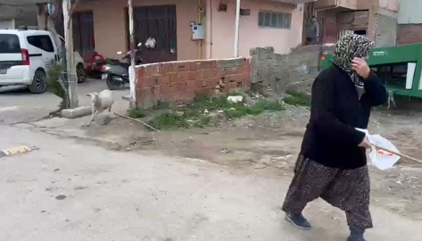 Kuzu 'Çorap', yanından ayrılmadığı sahibi ile pide sırasına giriyor/Ek fotoğraflar