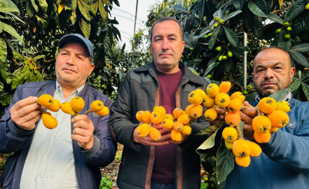 Mersin'de hasadına başlanan turfanda yenidünya kilosu bin 500 TL'ye ihraç ediliyor
