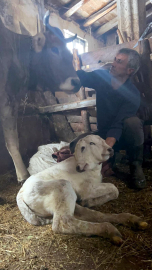 Erzurum'da çift başlı buzağı dünyaya geldi