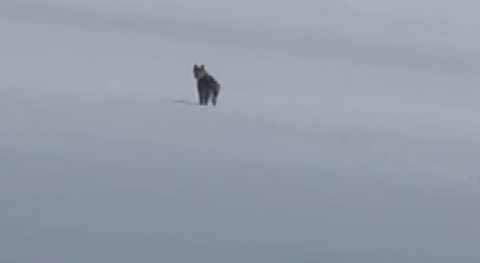 Süphan Dağı eteklerinde nesli tehlike altındaki vaşak görüntülendi