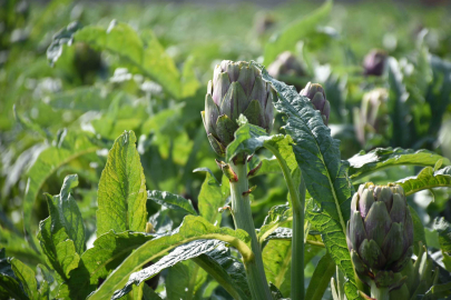 İzmir Menemen’de enginar hasadı başladı