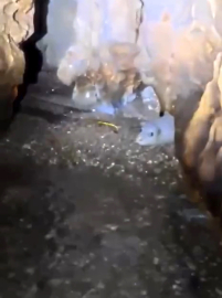 Nesli tehlikedeki Akdeniz foku yuvalarına ‘tur’ şikayeti