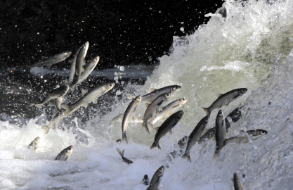 İnci kefali göçünün en çok izlendiği Deliçay'da su seviyesi yükseldi
