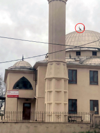 Yaban hayatı gözlemcisinden leyleğin bozulan yuvası için çağrı (2)