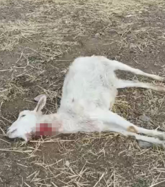 Kayseri’de yabani hayvanların saldırısına uğrayan 11 keçi öldü