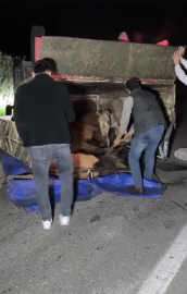 Devrilen kamyonetin kasasındaki eşekler yaralandı