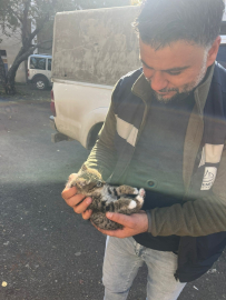 Van'da çatıda mahsur kalan yavru kedi kurtarıldı