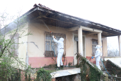 Kahverengi kokarcalar kışlaklardan çıkmadan imha ediliyor