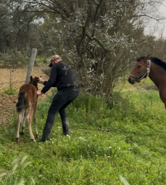 Tellere takılan tayı kurtarıp annesine kavuşturdu