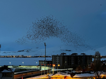 Ardahan’da, binlerce karga gökyüzünü kapladı / Ek fotoğraflar