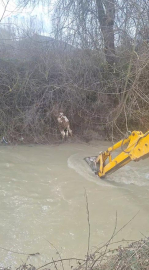 Dereye düşen buzağıyı köylüler kurtardı