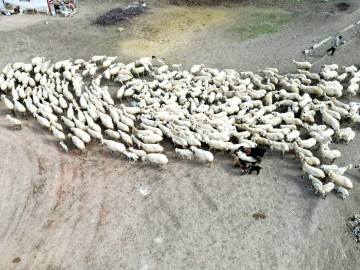 Kayseri’de 200 kuzu anneleri ile buluştu; o anlar dron kamerasında