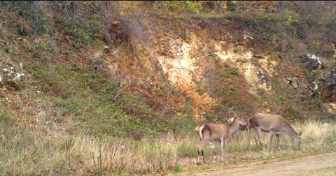 Ormandaki kızılgeyik sürüsü fotokapanla görüntülendi