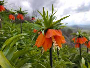 Koparmanın 700 bin lira cezasının olduğu 'ters lale' için Sason'a ziyaretçi akını/Ek fotoğraflar
