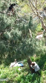 Avcılar'da ağaçta 10 saat mahsur kalan kedi, 8 yaşındaki İkra'nın ihbarıyla kurtarıldı