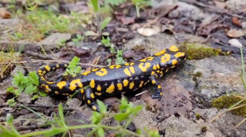 Kemaliye'de benekli semender görüldü