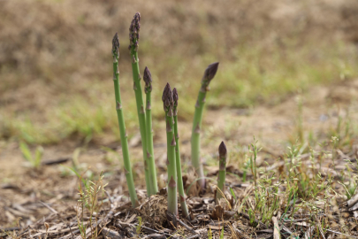 'Kuşkonmaz üretiminde İzmir'i birinci sıraya çıkarmak için gayret göstereceğiz'