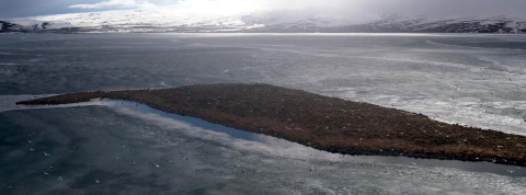 Çıldır Gölü, kuş cennetine döndü