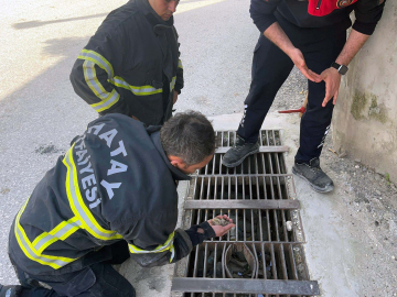 Hatay'da mazgala düşen civciv kurtarıldı