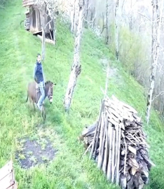 Huysuzlanan eşekten düştü; o anlar kamerada