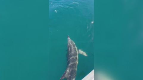 Balıkçılar oltadaki balık ile yunusu etraflarında yüzdürdü; o anlar kamerada