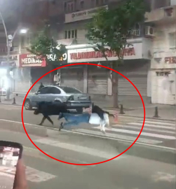 Kent merkezine inen yaban domuzu, 3 kişiyi yaraladı