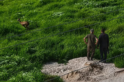 Kırşehir'de kent merkezine inen karaca kamerada