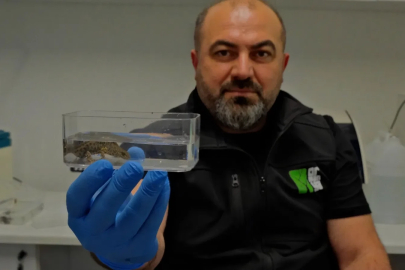 Ormanya'da endemik semender türlerinin keşfedildiği duyuruldu 