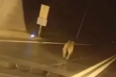 Tünele giren bozayı kamerada